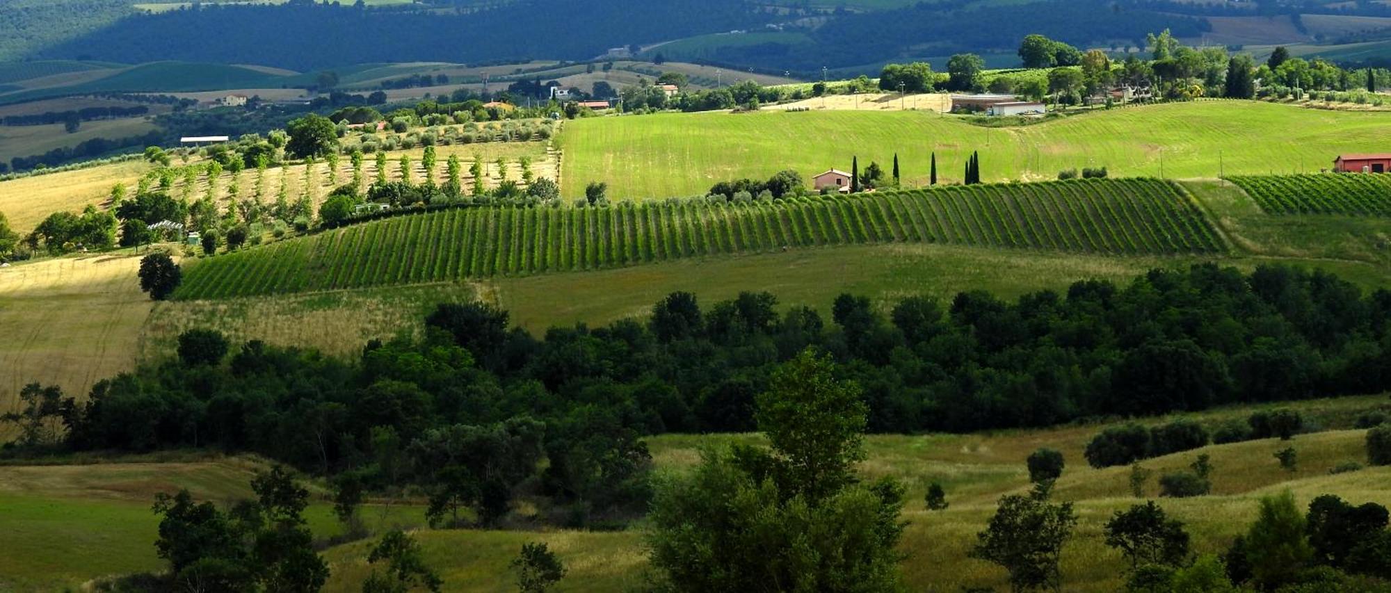 Poggio La Luna - La Casa Nel Vigneto Montemerano Esterno foto