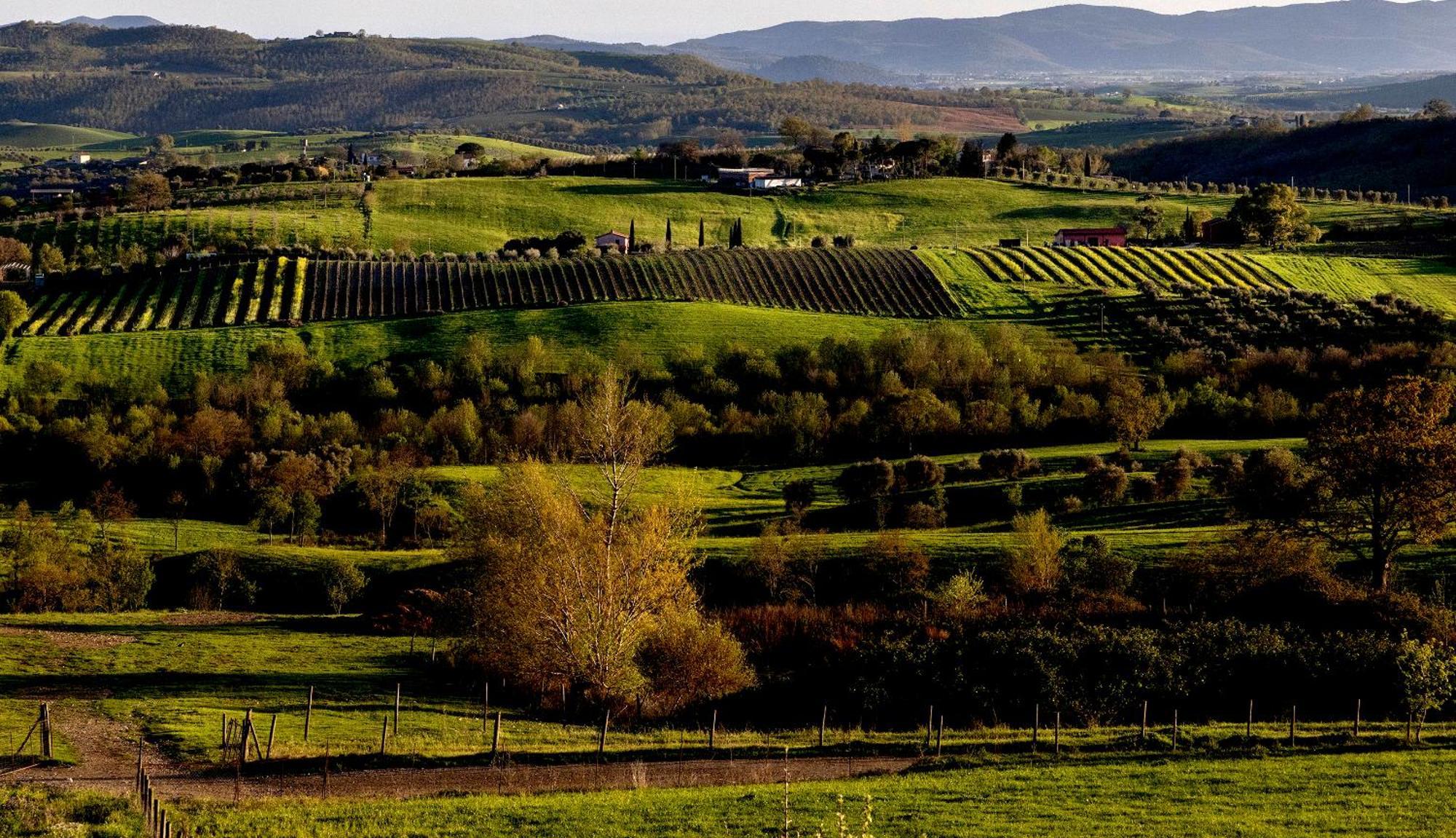 Poggio La Luna - La Casa Nel Vigneto Montemerano Esterno foto